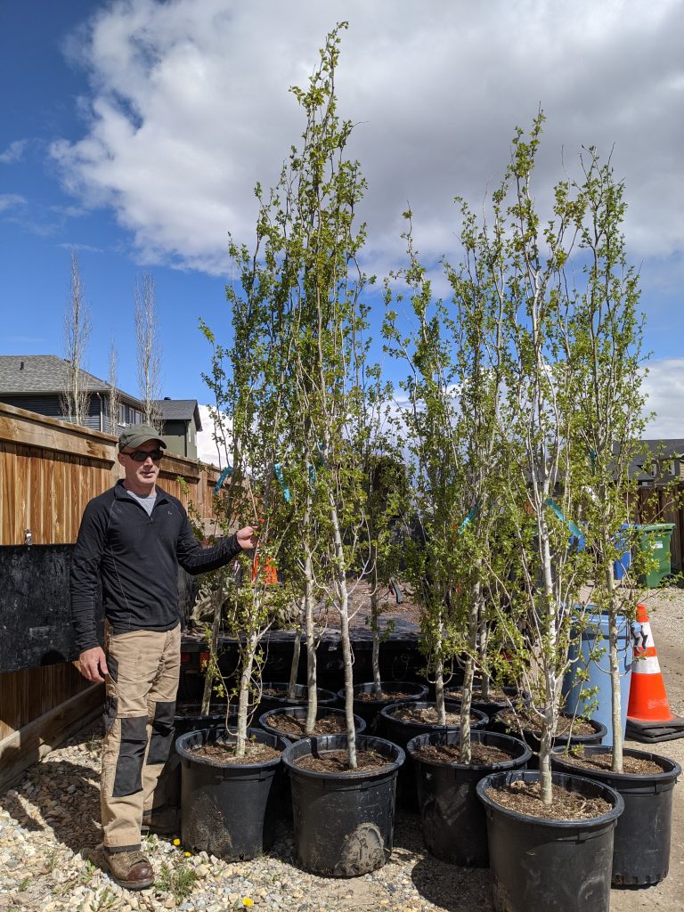 Tree Planting